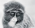 Baby De Brazza's Monkey VI Royalty Free Stock Photo