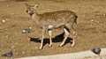 Baby deer Royalty Free Stock Photo