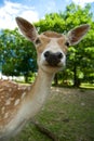 Baby deer Royalty Free Stock Photo