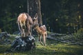 Baby Deer Bambi in the Forest during Summer Royalty Free Stock Photo