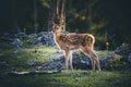 Baby Deer Bambi in the Forest during Summer Royalty Free Stock Photo