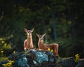 Baby Deer Bambi in the Forest during Summer Royalty Free Stock Photo