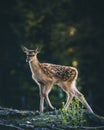 Baby Deer Bambi in the Forest during Summer Royalty Free Stock Photo