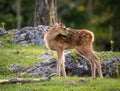 Baby Deer Bambi in the Forest during Summer Royalty Free Stock Photo