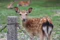 Baby deer cervus nippon in Nara park, Japan Royalty Free Stock Photo