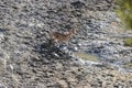 Baby deer drinking in Mother Neff State Park in Texas Royalty Free Stock Photo