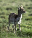 Baby deer (fawn) playing in the early morning spring sunlight at Petworth House, England Royalty Free Stock Photo