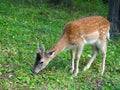 Baby deer feeding in a field. Cute spotted doe. Royalty Free Stock Photo