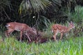 baby deer in the Florida forest Royalty Free Stock Photo
