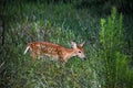 baby deer in the Florida forest Royalty Free Stock Photo