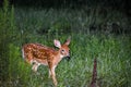 baby deer in the Florida forest Royalty Free Stock Photo