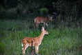 baby deer in the Florida forest Royalty Free Stock Photo