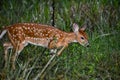 baby deer in the Florida forest Royalty Free Stock Photo