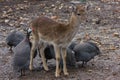 Baby deer with fowl bird looking bugs Royalty Free Stock Photo