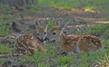 Two baby spotted baby Deer lay in the grass touching noses.