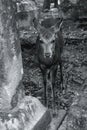 Baby deer looking out of stone lanterns in Nara Japan Kasuga Taisha