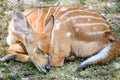 Baby Deer Sleeping Royalty Free Stock Photo