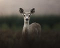 Baby Deer Staring Curiously at Camera While Wandering Through a Dewy Meadow Royalty Free Stock Photo