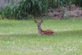 Baby deer in summer, Bambi