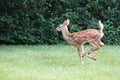 Baby deer in summer, Bambi