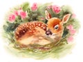 Baby Deer surrounded by flowers Watercolor Fawn Animal Illustration Hand Painted Royalty Free Stock Photo