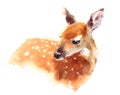 Baby Deer Watercolor Fawn Animal Illustration Hand Painted Royalty Free Stock Photo
