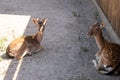 Baby deers rest in the sun Royalty Free Stock Photo