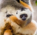 A baby of diademed sifaka. Madagascar. Mantadia National Park.