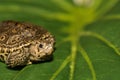 Baby Diamondback Terrapin