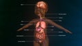 Baby Digestive System Anatomy