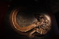 Baby dinasour Fossil at National History Museum London 2020