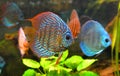 Baby discus fish