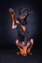 Baby doberman dog Royalty Free Stock Photo