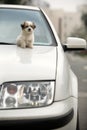 Baby dog and car