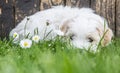 Baby dog: Coton de Tulear - puppy lying relaxed in the green. Royalty Free Stock Photo