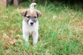 Baby dog play in lawn