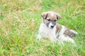 Baby dog play in lawn