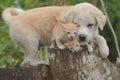 A baby dog is playing with two kittens. Royalty Free Stock Photo