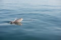 Baby dolphin calf jumping sea ocean emerging