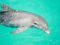 Baby dolphin in a deep blue sea