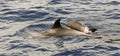 A Baby Dolphin and Its Mother, Lahaina Harbor, Maui, Hawaii Royalty Free Stock Photo