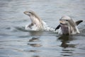 baby dolphin jumping out of the water, followed by another baby dolphin