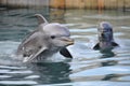 baby dolphin leaping out of the water, followed by another baby dolphin