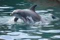 baby dolphin leaping out of the water, with its sidekick jumping in unison