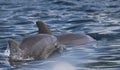 Baby dolphin and mom