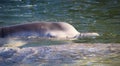 Baby Dolphin Royalty Free Stock Photo