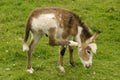 Baby Donkey Royalty Free Stock Photo