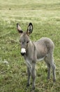 Baby Donkey Royalty Free Stock Photo