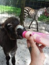 Baby donkey drinking bottle zebra