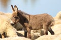 Baby donkey in a flock of sheep